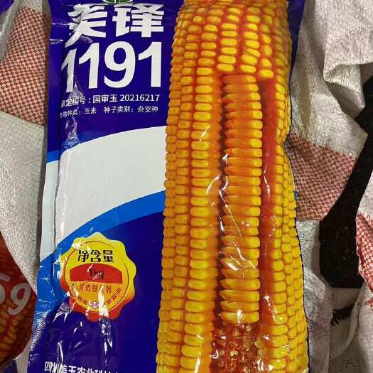 长沙美丰1191大棒玉米种子饲料玉米种子大田种植高产型玉米种籽