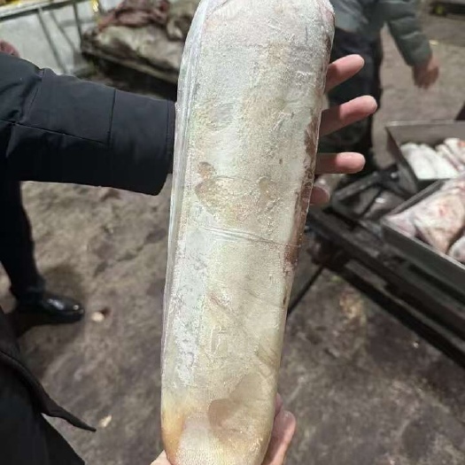 郑州纯干大牛舌