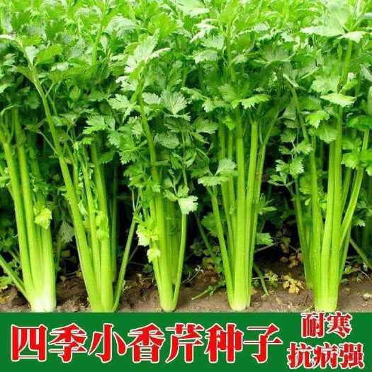 邵东市四季小香芹籽种子芹菜种香味浓郁实心芹菜籽四季播农家各种菜种子