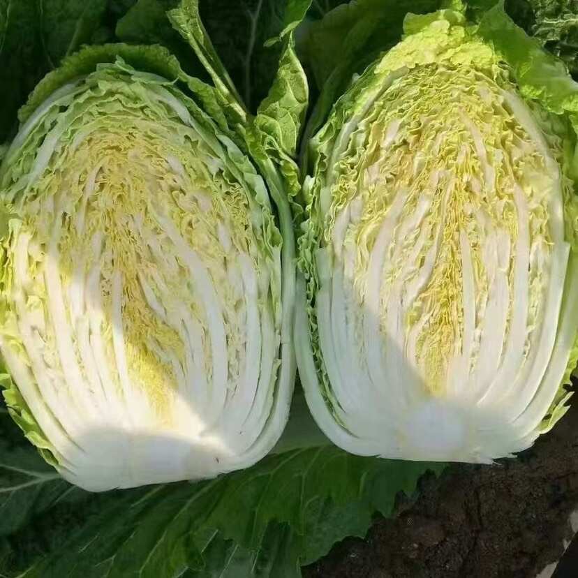 白菜