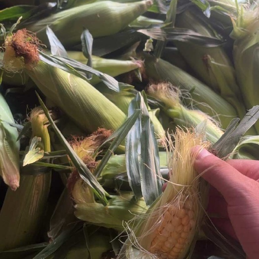 昆明甜玉米产地直批，24小时发货，包装方式灵活
