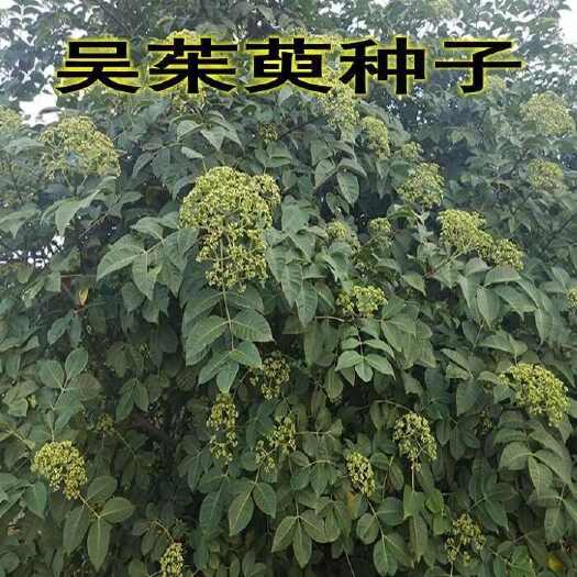 沭阳县中花吴茱萸种子 吴茱萸 吴茱萸中花吴萸吴茱萸野生中药材种