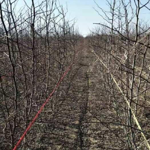 滨州冬枣果树苗冬枣一代二代基地直发现挖现卖南北方都可种植
