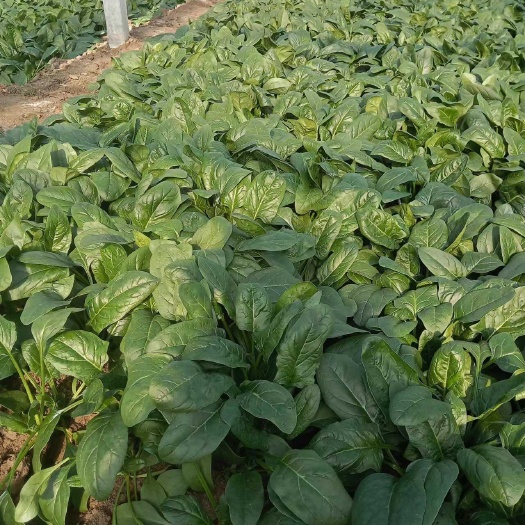 大量供应大棚优质菠菜