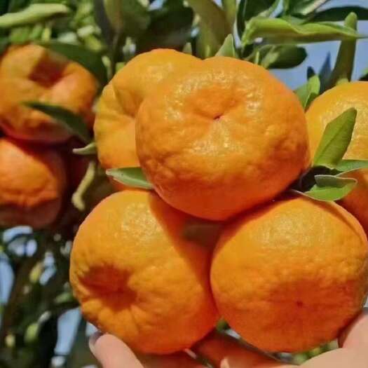 宜昌椪柑  清江碰柑.个大皮薄.果园看货订货.现採现发