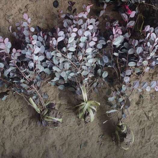 沭阳县高35-50厘米冠20厘米红花檵木
