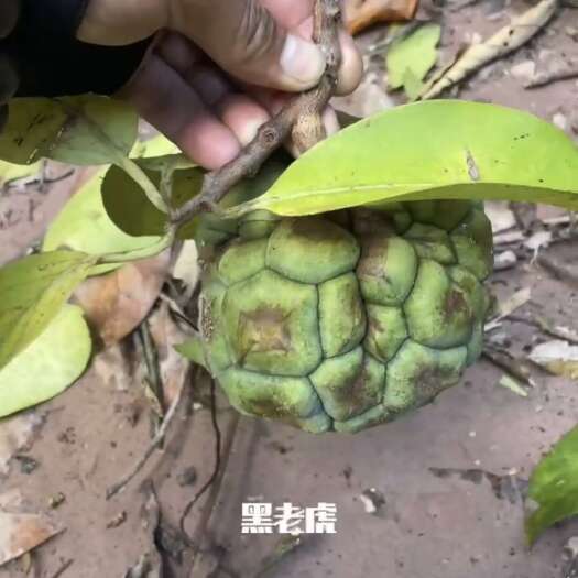 江城县海风藤 大叶风沙藤