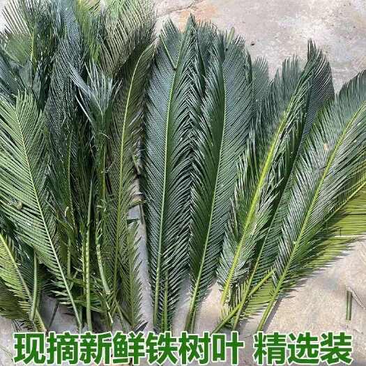 雅安新鲜铁树叶铁树叶子苏铁树叶子整枝婚庆插花装饰树叶朱蕉叶苏铁叶