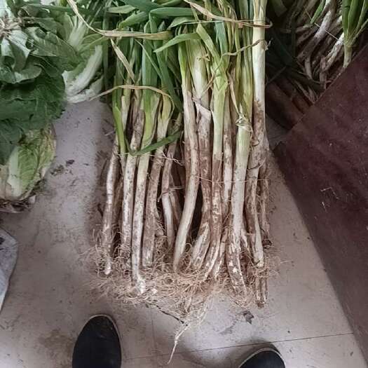 单县大葱