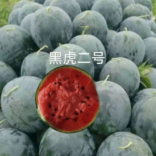 哈尔滨黑虎二号圆形黑皮红肉西瓜种子单瓜8公斤左右