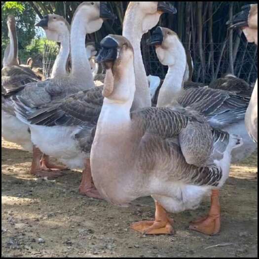 南宁出壳苗纯种狮头鹅活苗汕头纯种特大种潮汕纯种狮子头鹅活苗