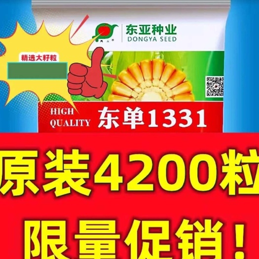 郑州东单1331玉米种子国审玉米种子东单1331正品保证