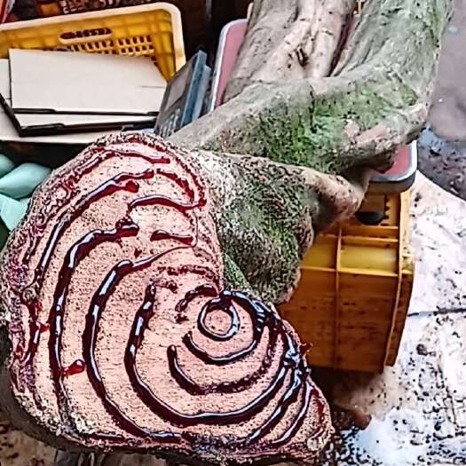 广西鸡血藤鲜货，海风藤鲜货：新山老林各样的药材采购部