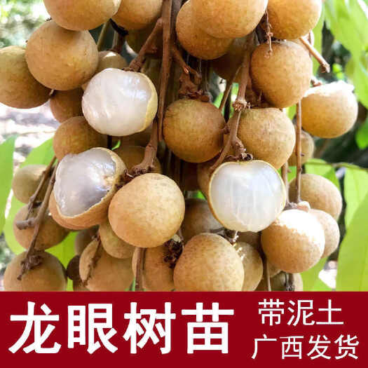灵山县龙眼树苗《产地直销》批发