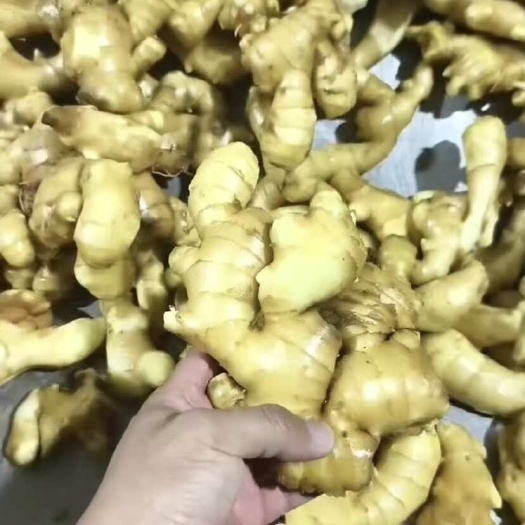 高平市大黄姜