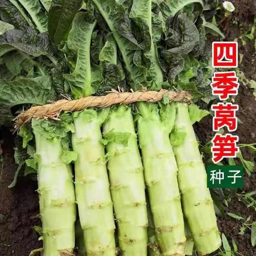 邵东市四季莴笋种子四季莴苣菜种籽四季春秋蔬菜莴笋种籽四季耐寒清香