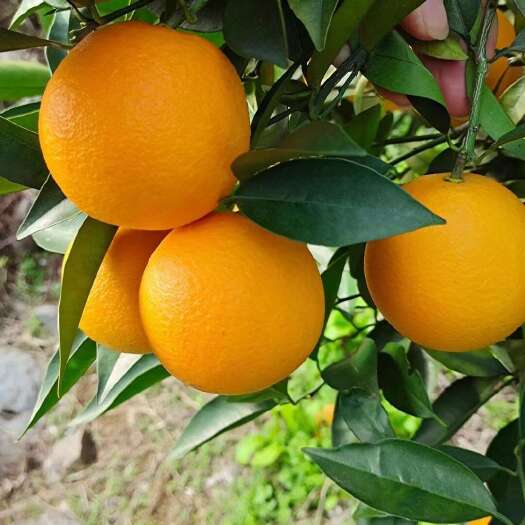 灵川县广西桂林蜜香橙