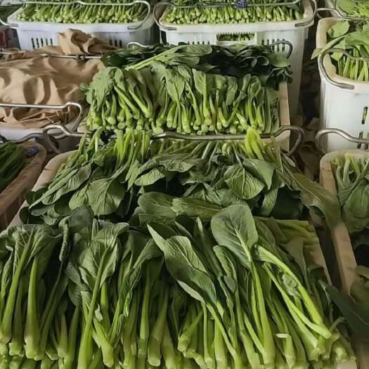 博白县菜心