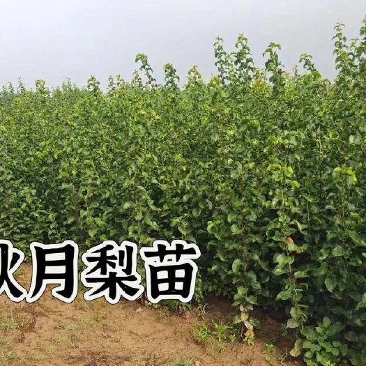 绛县秋月梨苗