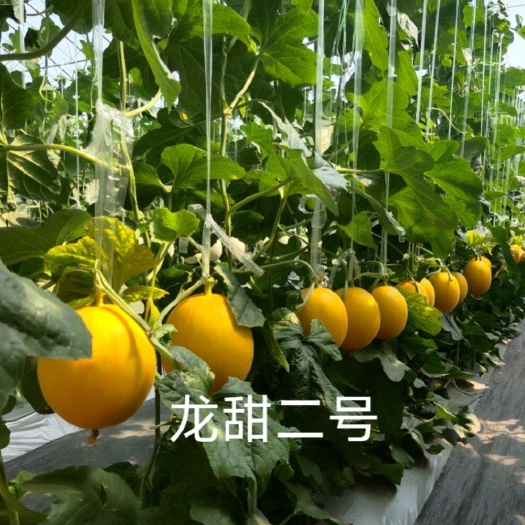 哈尔滨龙甜二号厚皮甜瓜种子200粒