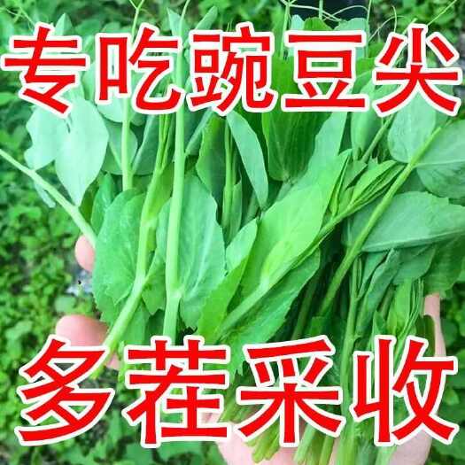 邵东市豌豆苗种子无须豌碗豆尖种籽荷兰豆四川秋冬季农家田园盆栽蔬菜孑