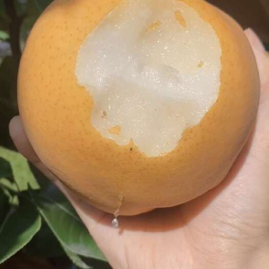 宿迁冰糖富硒梨百亩种植园自家果园生态种植
