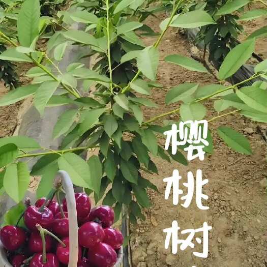绛县樱桃苗