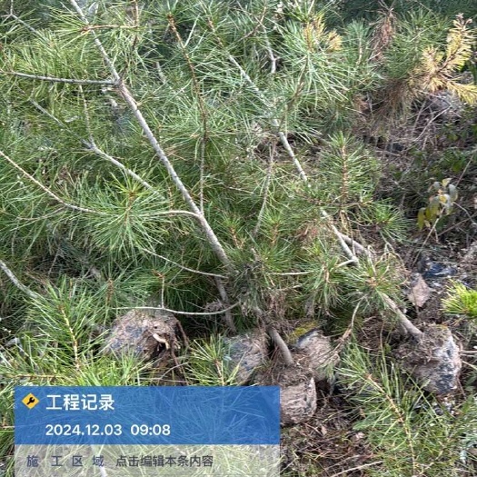 白皮松杯苗，白皮松精品苗，白皮松荒山绿化苗