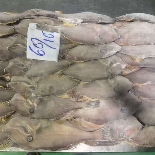 威海越南中部黑尾马面鱼50-100耗儿鱼，剥皮鱼，扒皮鱼