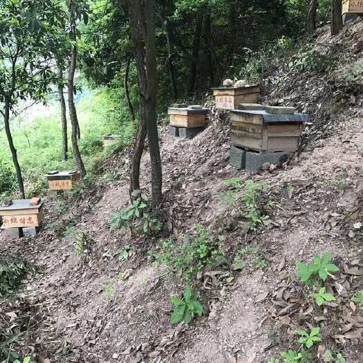 嵊州市自家土蜂蜜，少量，江浙沪包邮