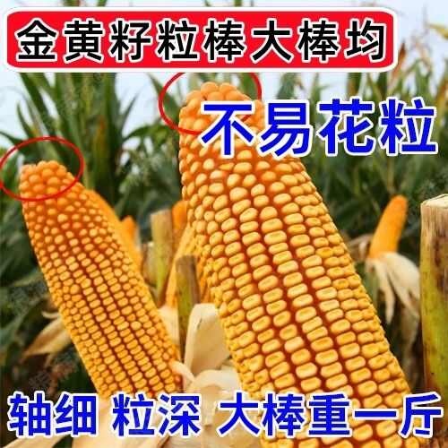 济南大棒正品玉米种子批发黄斤粮秋润90矮杆大穗红轴抗病抗倒苞谷种