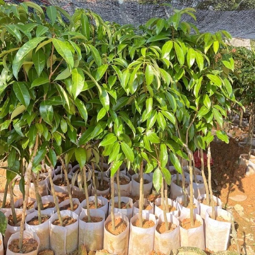 灵山县荔枝树苗《产地直销》批发