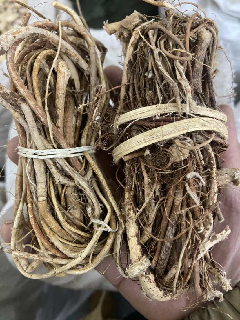 【五指毛桃】产地一手货源实物拍摄规格齐全大货供应量大优惠秒发