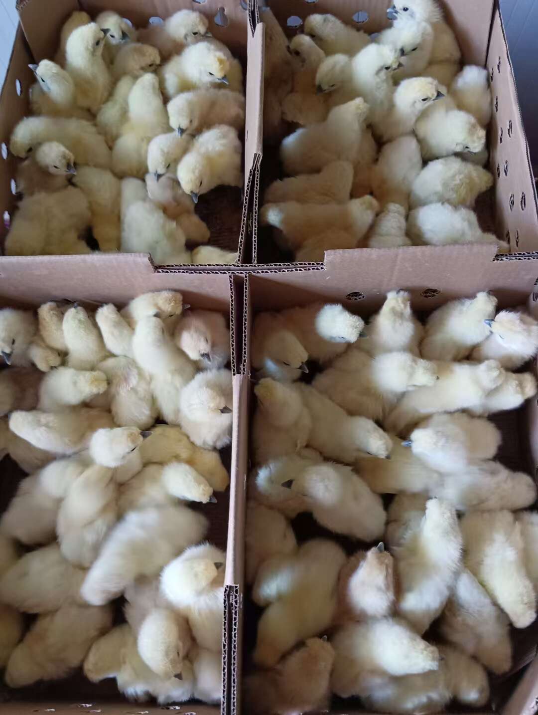泰和乌鸡（白凤乌鸡）