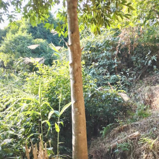 封开县10年未注香的白木土沉香树，规格：13至20公分。约2万棵！