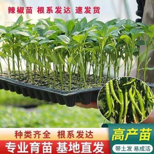 寿光市辣椒苗朝天椒线椒圆椒羊尖椒螺丝椒等各种椒类四季种植寿光苗