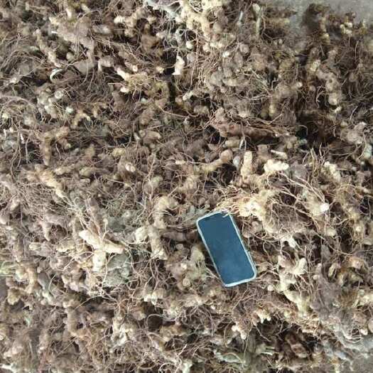 营山县黄精鲜货批发