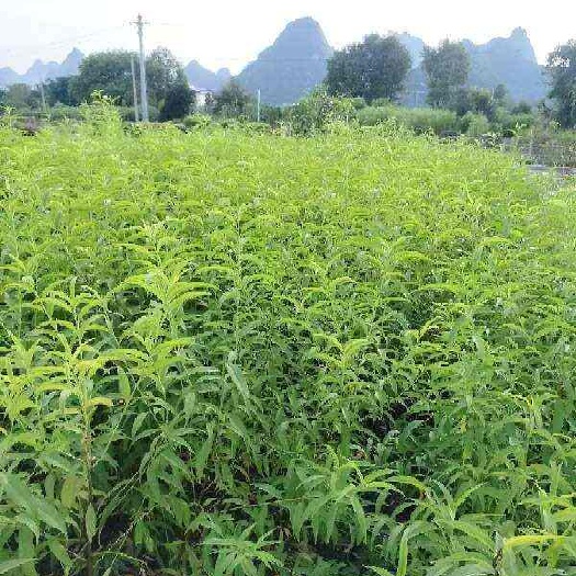 阳朔县毛桃大苗