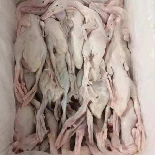 佛山新鲜小乳鸭 佛山直发 南海区源头好货