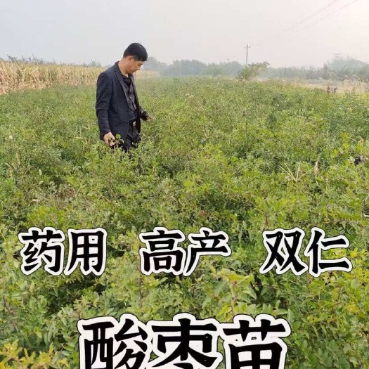 绛县酸枣苗