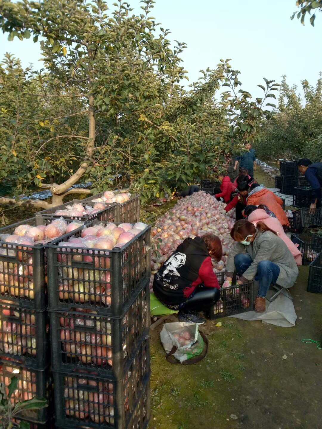 精品红富士苹果口感甜脆