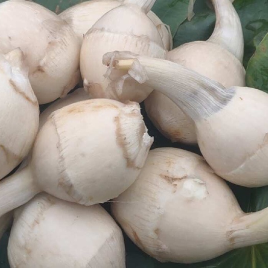 广西柳州茨菇大量上市