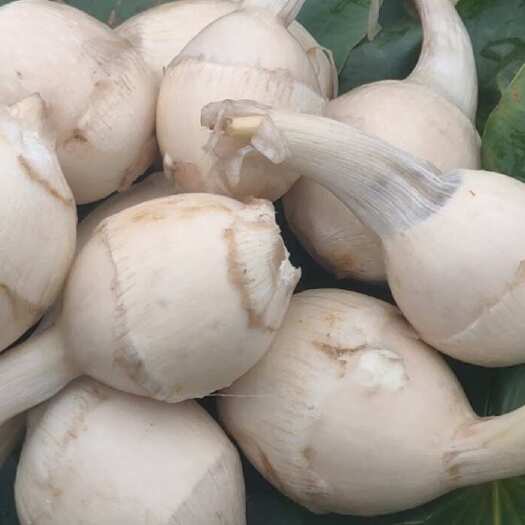 柳州广西柳州茨菇大量上市