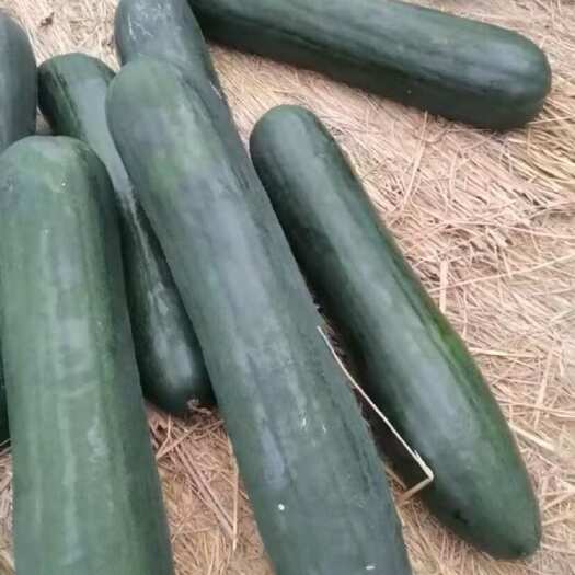 合浦县黑皮冬瓜大量有1000吨