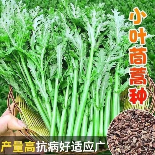 邵东市小叶茼蒿种子】正品美味四季蓬蒿菜秋冬新鲜盆庭院品蔬菜种子