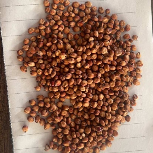沧县优质春播冀酿二号现货3000吨质量一级