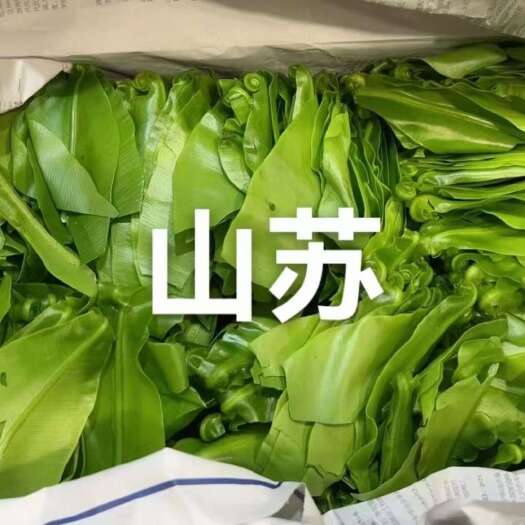 龙南市现货 新鲜蔬菜山苏鸟巢蕨西餐菜养生酒楼食材餐厅餐饮菜