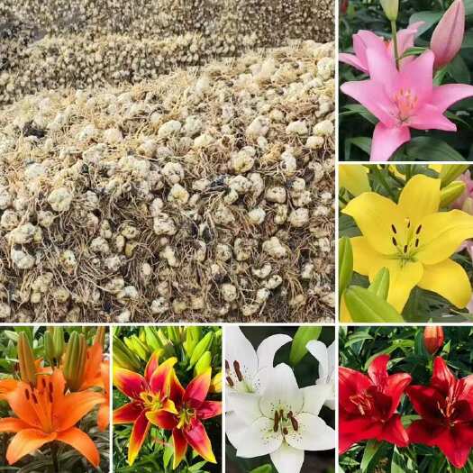 越冬百合种球多年生，电商，园林绿化，百合花海种植切花，