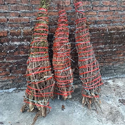 阳春市黄皮树寄生鲜货，干货，切段，带叶子，带标本整梱干货。