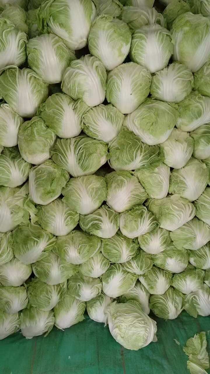 通许县产地冬季大白菜，量大价优，欢迎订购